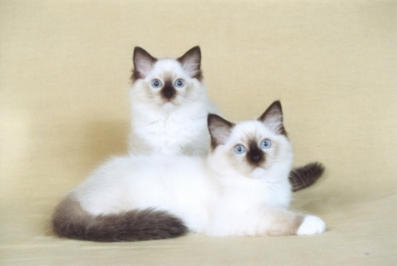 Calaquendi's Bemy Valacirca en Calaquendi's Belladonna, seal point mitted Ragdoll kittens